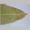 Leaf Apex 40er 01.jpg